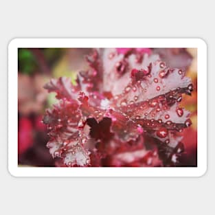 Ruby Red Heuchera Sticker